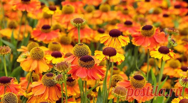 Гелениум – Google Поиск