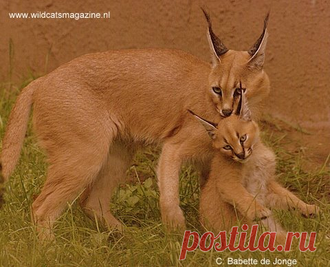 Caracal or Desert Lynx (Felis caracal) - Wild Cats Magazine Length 88 – 98 cm (35 – 39″) Weight 10 – 18 kg (22 – 39 lbs) Height 40 – 50 cm (16 – 20″) Range Central and South Africa, SW Asia, Middle East Habitat Woodlands, savannah, scrub land Reproduction 1 – 4 kittens born after 78 – 81 day gestation Sexually mature at 12 ... More...
