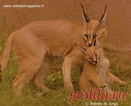 Caracal or Desert Lynx (Felis caracal) - Wild Cats Magazine Length 88 – 98 cm (35 – 39″) Weight 10 – 18 kg (22 – 39 lbs) Height 40 – 50 cm (16 – 20″) Range Central and South Africa, SW Asia, Middle East Habitat Woodlands, savannah, scrub land Reproduction 1 – 4 kittens born after 78 – 81 day gestation Sexually mature at 12 ... More...