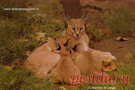 Каракал или пустынная рысь (Felis caracal) - Журнал Wild Cats