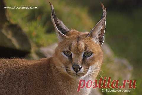 Каракал или пустынная рысь (Felis caracal) - Журнал Wild Cats