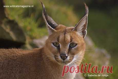Каракал или пустынная рысь (Felis caracal) - Журнал Wild Cats