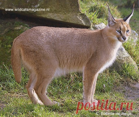 Каракал или пустынная рысь (Felis caracal) - Журнал Wild Cats