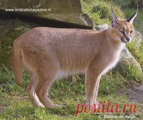 Каракал или пустынная рысь (Felis caracal) - Журнал Wild Cats