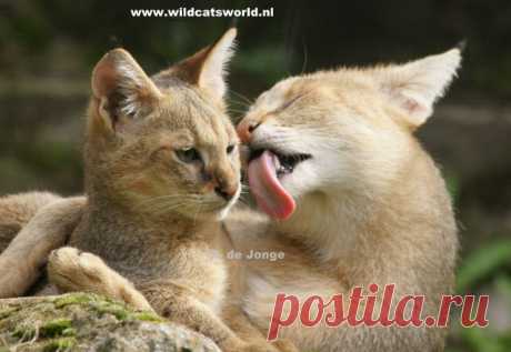 Кошка джунглей (Felis Chaus) - Журнал Wild Cats