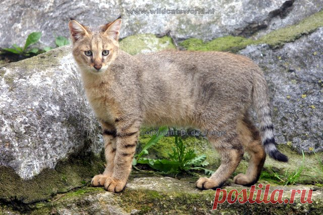 Кошка джунглей (Felis Chaus) - Журнал Wild Cats
