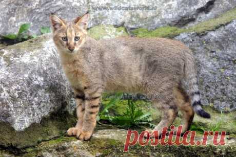 Кошка джунглей (Felis Chaus) - Журнал Wild Cats