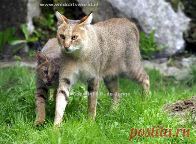 Кошка джунглей (Felis Chaus) - Журнал Wild Cats