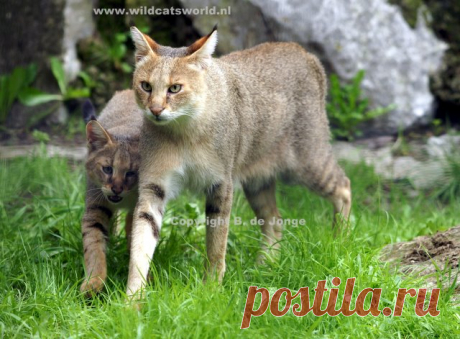 Кошка джунглей (Felis Chaus) - Журнал Wild Cats