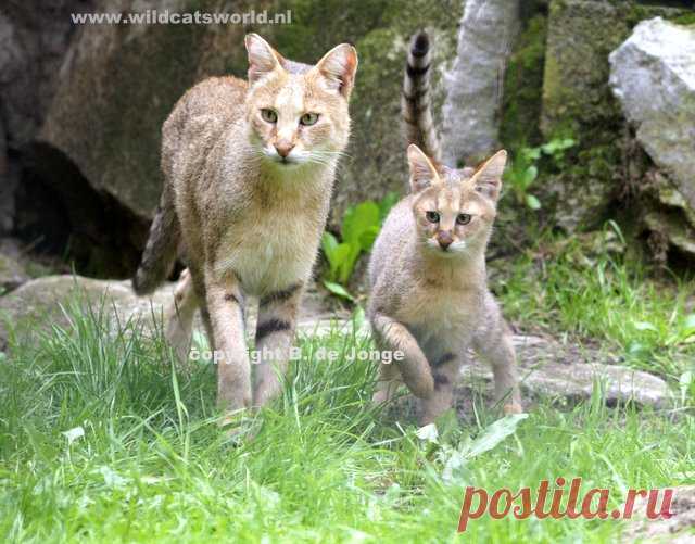 Кошка джунглей (Felis Chaus) - Журнал Wild Cats
