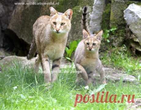 Кошка джунглей (Felis Chaus) - Журнал Wild Cats