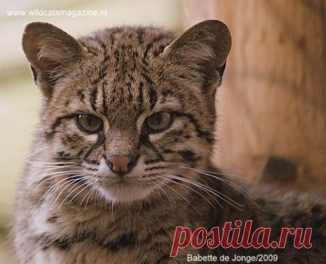 Кот Жоффруа (Leopardus geoffroyi) - Журнал Wild Cats