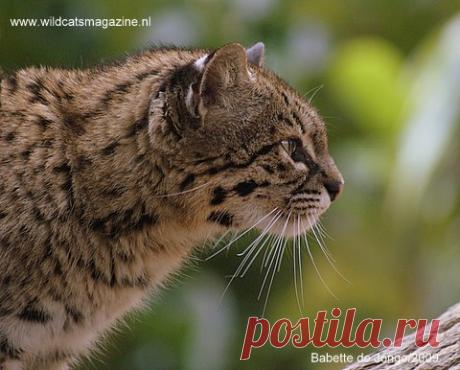 Кот Жоффруа (Leopardus geoffroyi) - Журнал Wild Cats