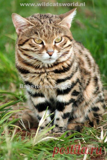 Черноногая кошка (felis nigripes) - Журнал Wild Cats
