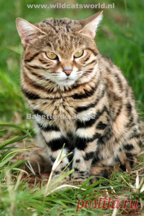 Черноногая кошка (felis nigripes) - Журнал Wild Cats