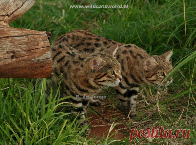 Черноногая кошка (felis nigripes) - Журнал Wild Cats