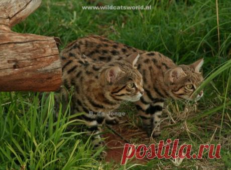 Черноногая кошка (felis nigripes) - Журнал Wild Cats