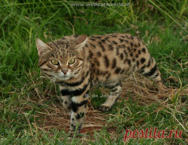 Черноногая кошка (felis nigripes) - Журнал Wild Cats