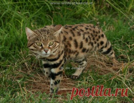 Черноногая кошка (felis nigripes) - Журнал Wild Cats