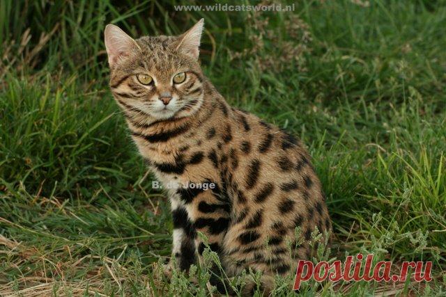 Черноногая кошка (felis nigripes) - Журнал Wild Cats