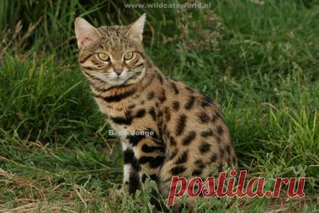 Черноногая кошка (felis nigripes) - Журнал Wild Cats