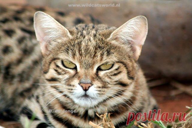 Черноногая кошка (felis nigripes) - Журнал Wild Cats