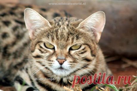 Черноногая кошка (felis nigripes) - Журнал Wild Cats