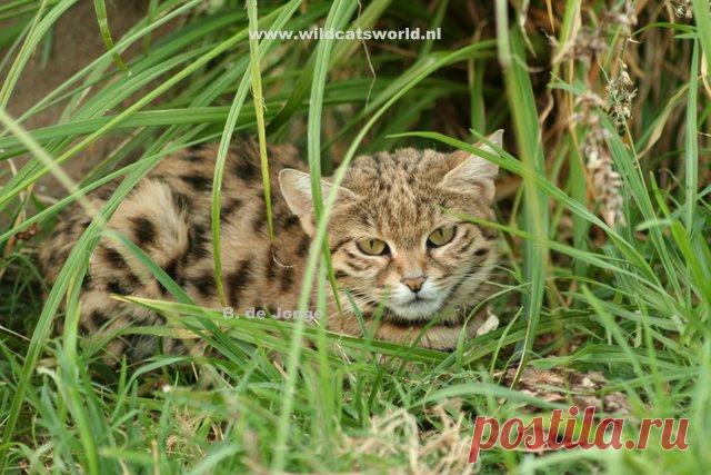 Черноногая кошка (felis nigripes) - Журнал Wild Cats