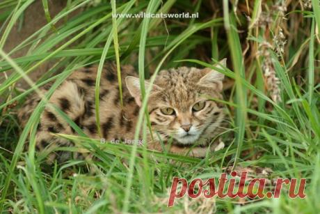 Черноногая кошка (felis nigripes) - Журнал Wild Cats