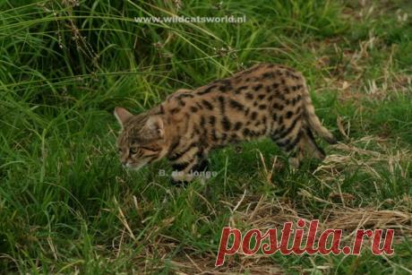 Черноногая кошка (felis nigripes) - Журнал Wild Cats
