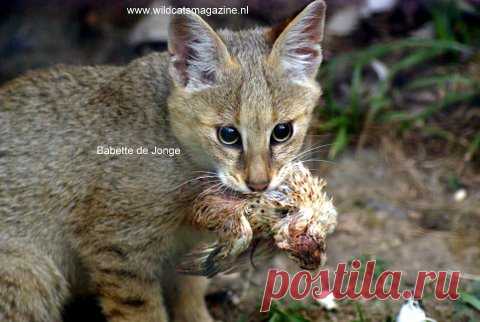 Jungle cat (Felis Chaus) - Wild Cats Magazine The jungle cat (“swamp lynx”), is a medium-small cat and today considered the largest remaining species of the wild cat genus Felis. Jungle cats are the most common small cats in India and are also found in Egypt, West and Central Asia, South Asia, Sri Lanka and Southeast Asia. In some areas jungle cats come ... More...