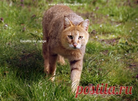 Кошка джунглей (Felis Chaus) - Журнал Wild Cats