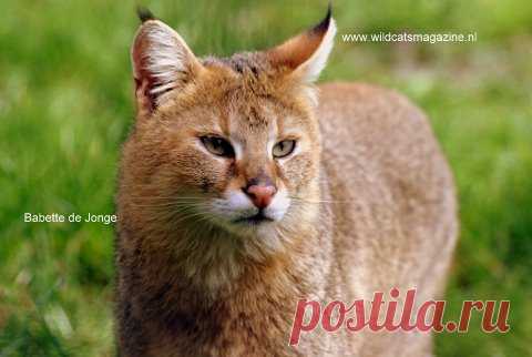 Кошка джунглей (Felis Chaus) - Журнал Wild Cats