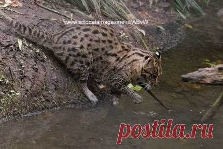 Кошка-рыболов (Prionailurus viverrinus) - Журнал о диких кошках