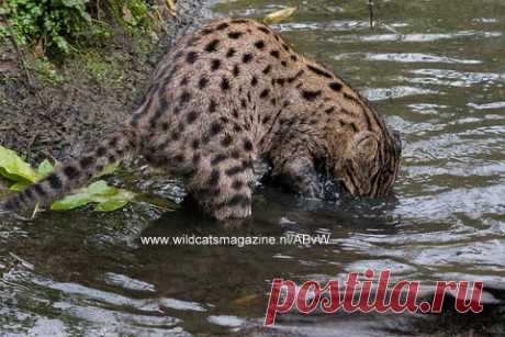 Кошка-рыболов (Prionailurus viverrinus) - Журнал о диких кошках