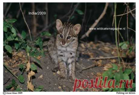 Кошка-рыболов (Prionailurus viverrinus) - Журнал о диких кошках
