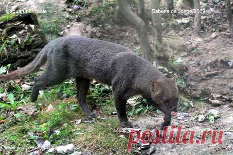 Jaguarondi (Herpailurus Yagouaroundi) - Wild Cats Magazine The jaguarundi (Herpailurus Yaguarondi) is a medium-sized wild cat. Not related to the jaguar, though the name seems to say otherwise, but it’s closely related to the cougar (puma) and also to the cheetah. It has short legs and an appearance somewhat like an otter; the ears are short and rounded. The coat is unspotted, ... More...