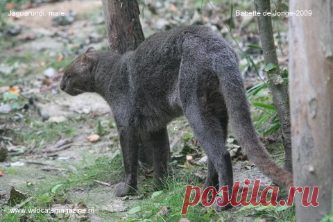 Ягуаронди (Herpailurus Yagouaroundi) - Журнал Wild Cats