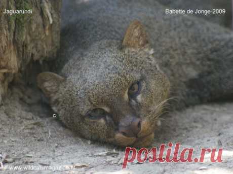 Ягуаронди (Herpailurus Yagouaroundi) - Журнал Wild Cats