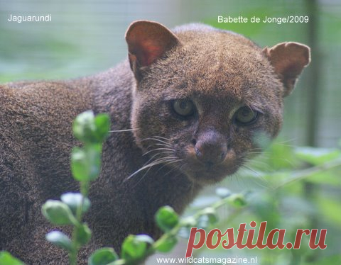 Ягуаронди (Herpailurus Yagouaroundi) - Журнал Wild Cats
