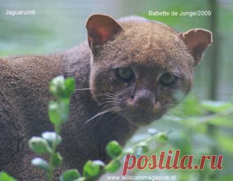 Ягуаронди (Herpailurus Yagouaroundi) - Журнал Wild Cats