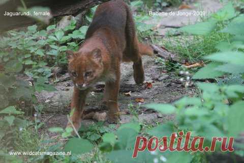 Ягуаронди (Herpailurus Yagouaroundi) - Журнал Wild Cats