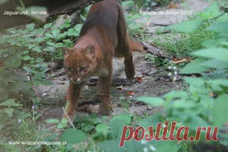 Ягуаронди (Herpailurus Yagouaroundi) - Журнал Wild Cats