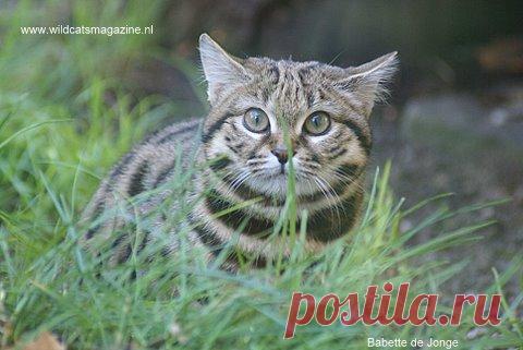 Черноногая кошка (felis nigripes) - Журнал Wild Cats