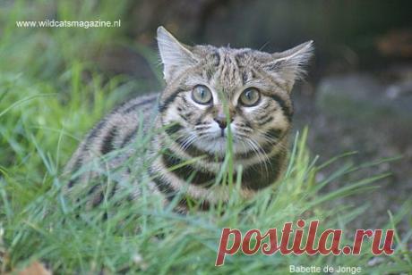 Черноногая кошка (felis nigripes) - Журнал Wild Cats