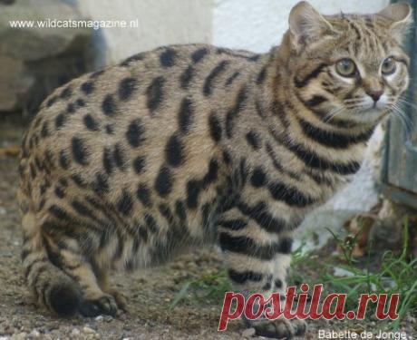 Черноногая кошка (felis nigripes) - Журнал Wild Cats