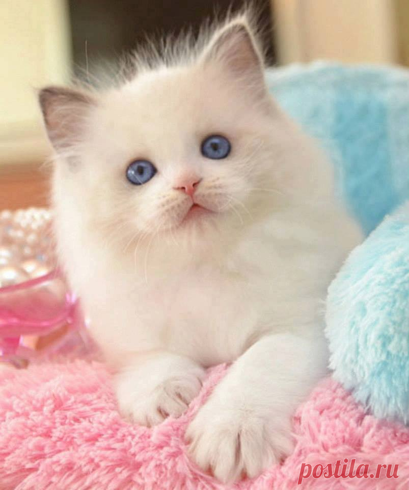 Миленько красивенько. Красивые котята. Пушистые котята. Белый котенок. Маленькие котята пушистые.