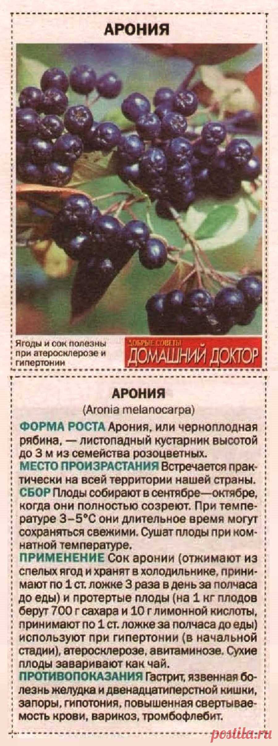 Рябина черноплодная (арония)