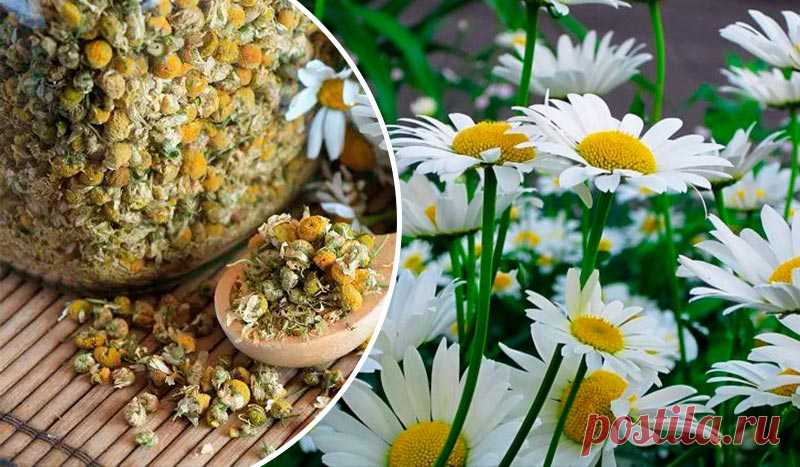 Непахучая ромашка (Tripleurospermum inodorum) – это не просто сорняк, а ценное лекарственное растение с множеством полезных свойств. Она используется в