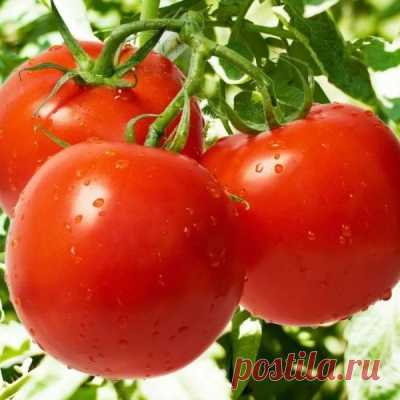 Томат Ляна: описание сорта помидоров, характеристики. Особенности посадки и выращивания, болезни и вредители, достоинства и недостатки, отзывы